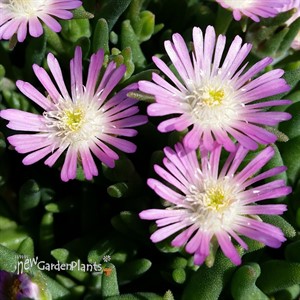 ‘Jewel of Desert Rosequartz’