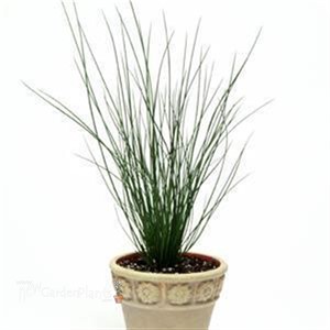 Juncus 'Blue Arrows' Blue Arrows Rush