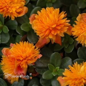 Portulaca Colorblast Double Mandarin