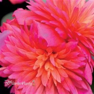 Portulaca ColorBlast Double Magenta