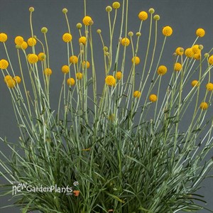 Craspedia ‘Golf Beauty’