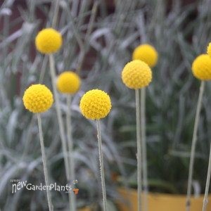 Craspedia ‘Golf Beauty’