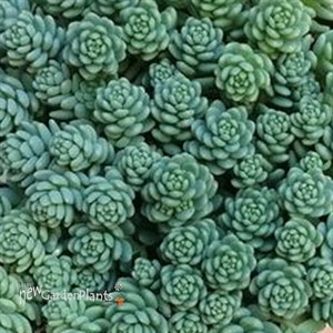 'Blue Tears' Sedum