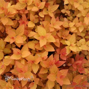 Double Play Candy Corn Spirea