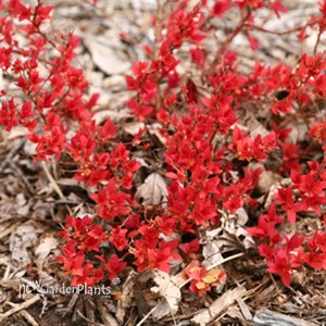 Double Play Candy Corn Spirea