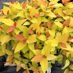 Double Play Candy Corn Spirea