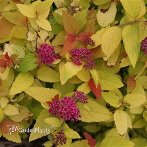 Double Play Candy Corn Spirea