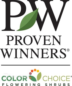 Double Play Candy Corn Spirea