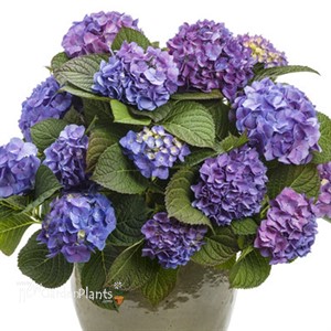 Let's Dance Blue Jangles Reblooming Hydrangea