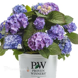 Let's Dance Blue Jangles Reblooming Hydrangea