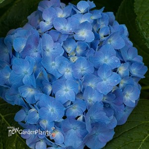 Let's Dance Blue Jangles Reblooming Hydrangea