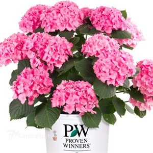 Let's Dance Blue Jangles Reblooming Hydrangea