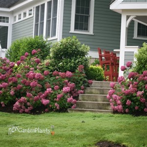 'Invincibelle Mini Mauvette' Smooth Hydrangea arborescens