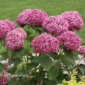'Invincibelle Mini Mauvette' Smooth Hydrangea arborescens