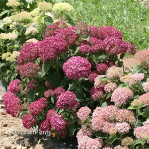 'Invincibelle Mini Mauvette' Smooth Hydrangea arborescens