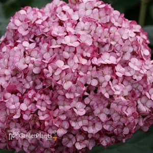 'Invincibelle Mini Mauvette' Smooth Hydrangea arborescens