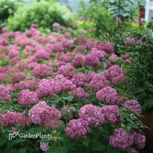 'Invincibelle Mini Mauvette' Smooth Hydrangea arborescens