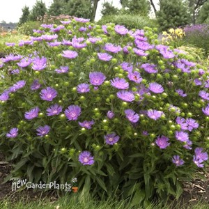 'Peachie's Pick' Stokes Aster