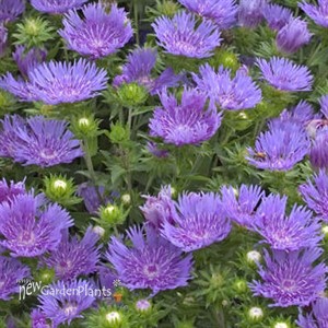 'Peachie's Pick' Stokes Aster