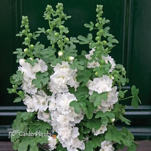 'Spring Celebrities White' Hollyhock