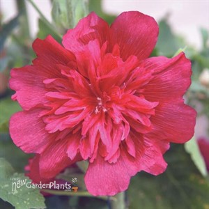 Spring Celebrities Carmine-Rose Hollyhock Alcea