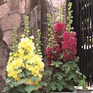 Spring Celebrities Carmine-Rose Hollyhock Alcea
