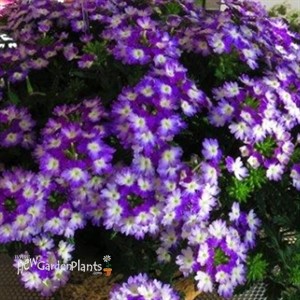 'Hurricane Blue' Verbena