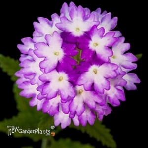 'Hurricane Blue' Verbena
