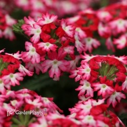 'Hurricane Hot Pink'  Verbena