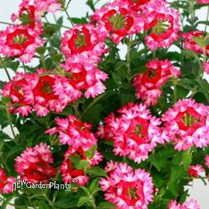 'Hurricane Hot Pink'  Verbena
