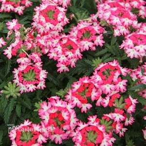 'Hurricane Hot Pink'  Verbena