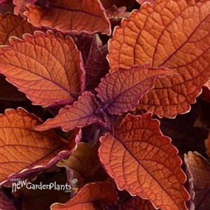 Coleus 'Wall Street'