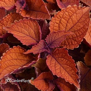 Coleus 'Wall Street'