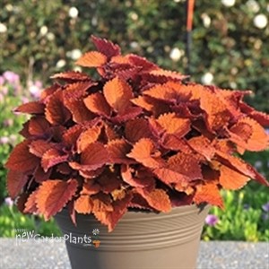 Coleus 'Wall Street'