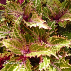 Coleus Peter's Wonder