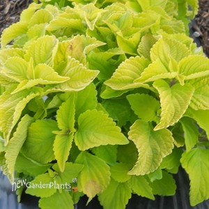 Coleus 'Chartres Street' 