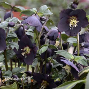 'New York Night' HelleborusHONEYMOON Series