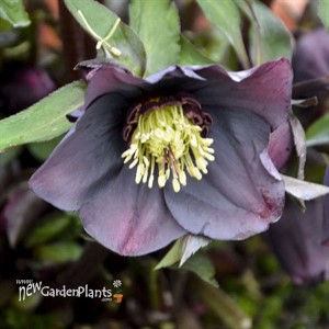 'New York Night' HelleborusHONEYMOON Series