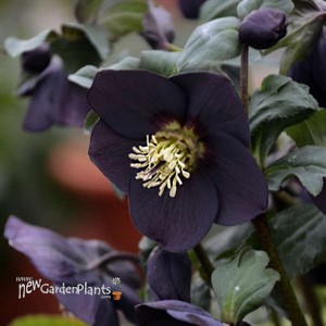 'New York Night' HelleborusHONEYMOON Series