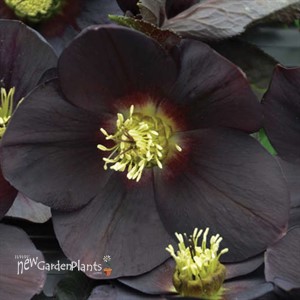 'New York Night' HelleborusHONEYMOON Series