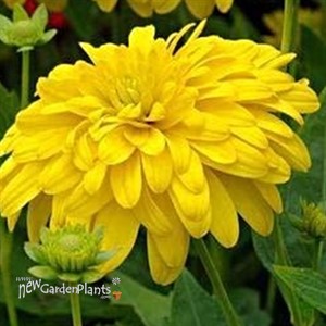 'Goldquelle' Rudbeckia