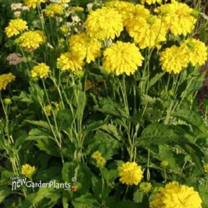 'Goldquelle' Rudbeckia