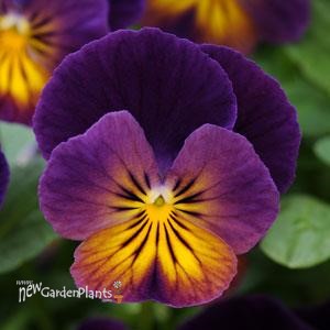 'Northern Lights' Viola