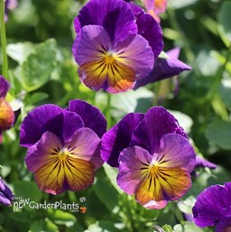 'Northern Lights' Viola