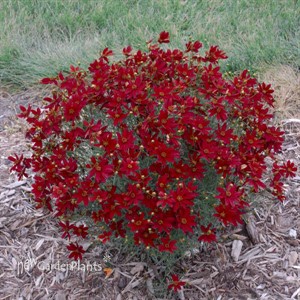 'Hot Paprika' SIZZLE & SPICE Coreopsis