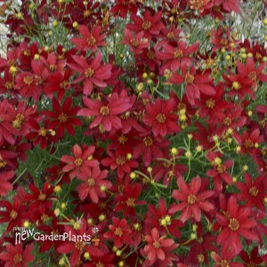 'Hot Paprika' SIZZLE & SPICE Coreopsis