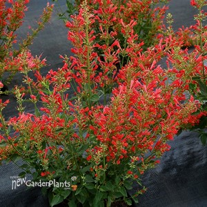 Agastache ‘Kudos Red’