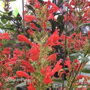 Agastache ‘Kudos Red’