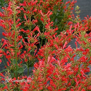 Agastache ‘Kudos Red’