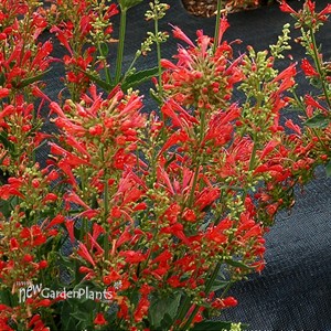 Agastache ‘Kudos Red’